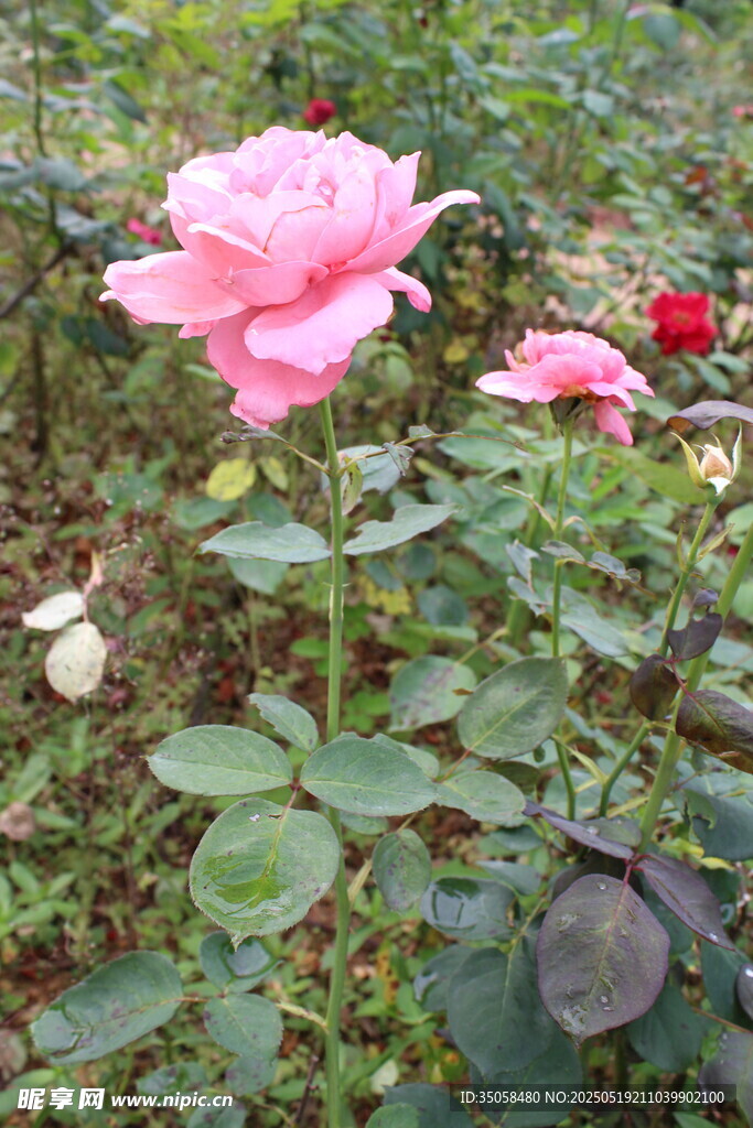 月季花 
