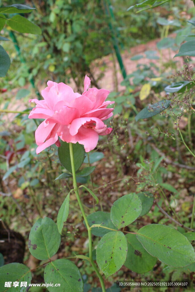 月季花 