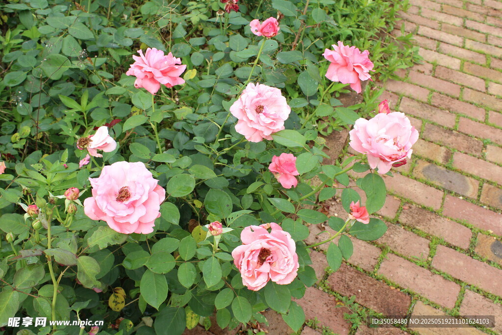 月季花 