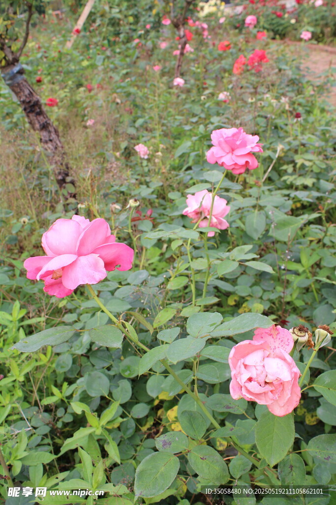 月季花 