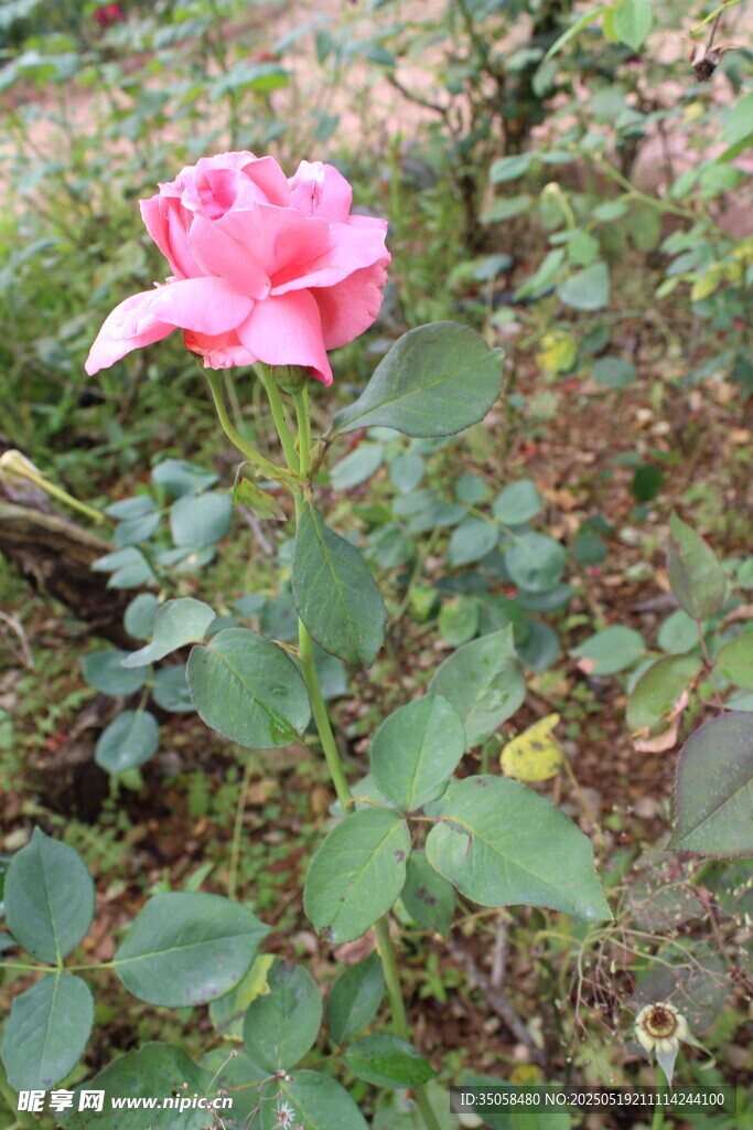 月季花 