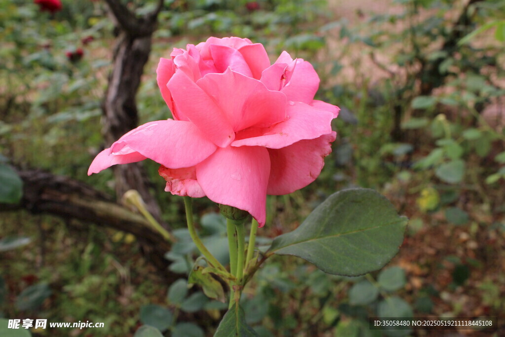 月季花 