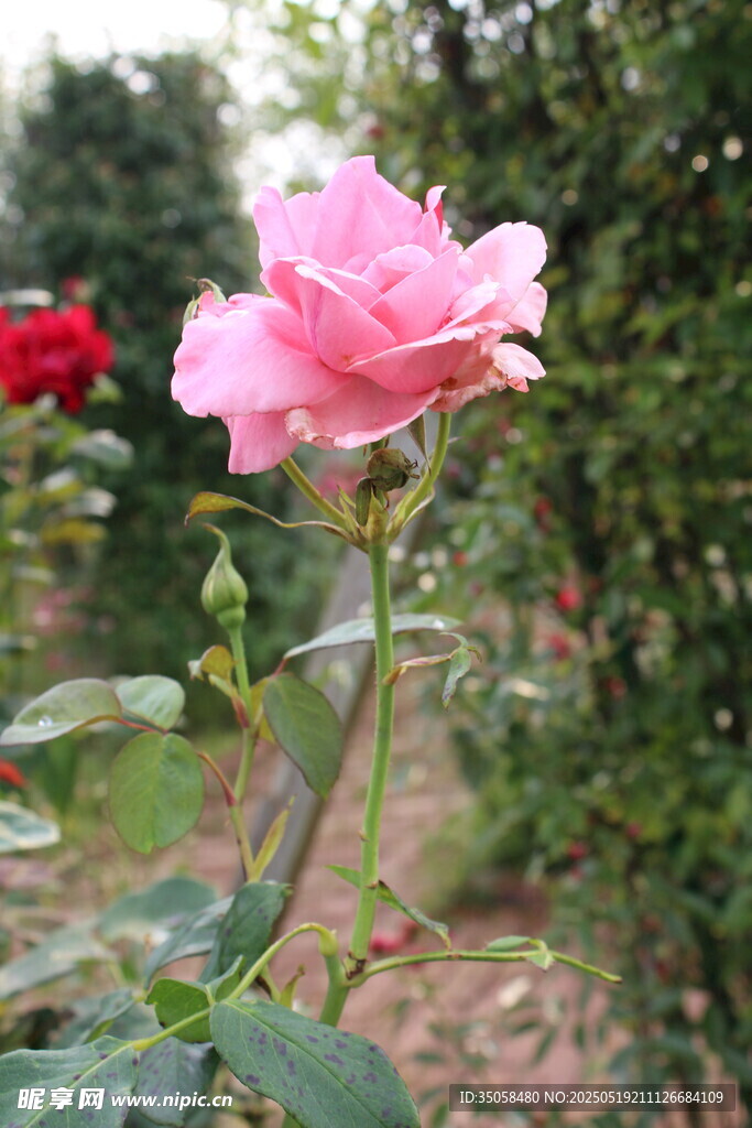 月季花  