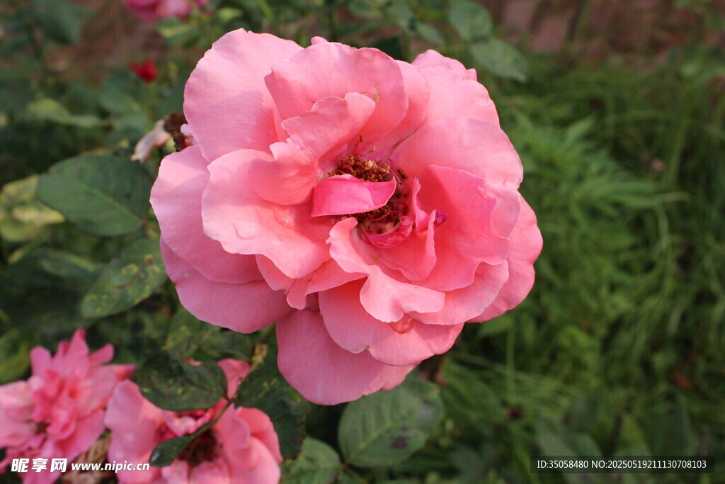 月季花  