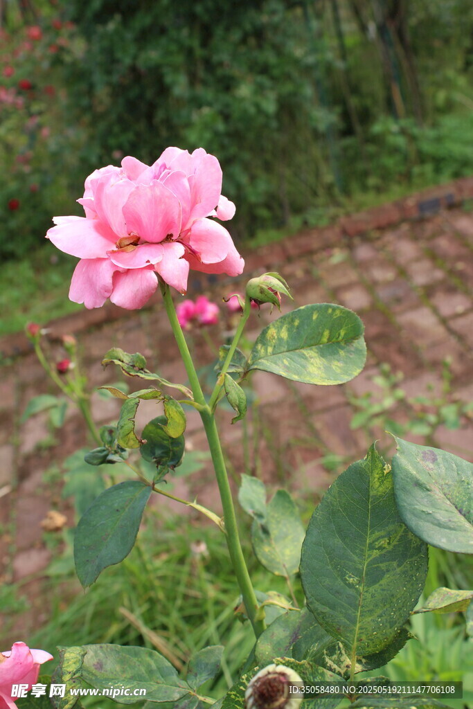 月季花 