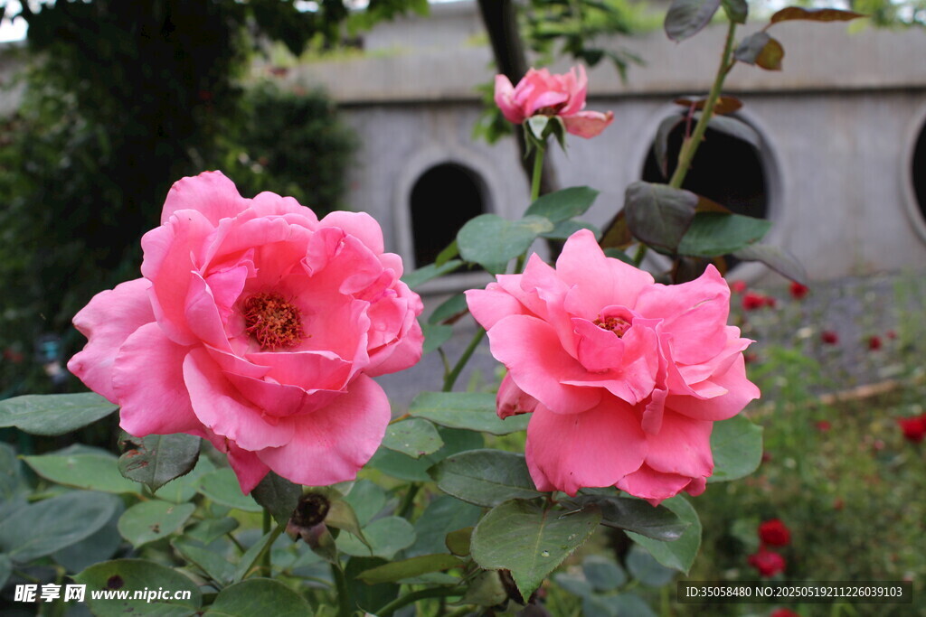 月季花  