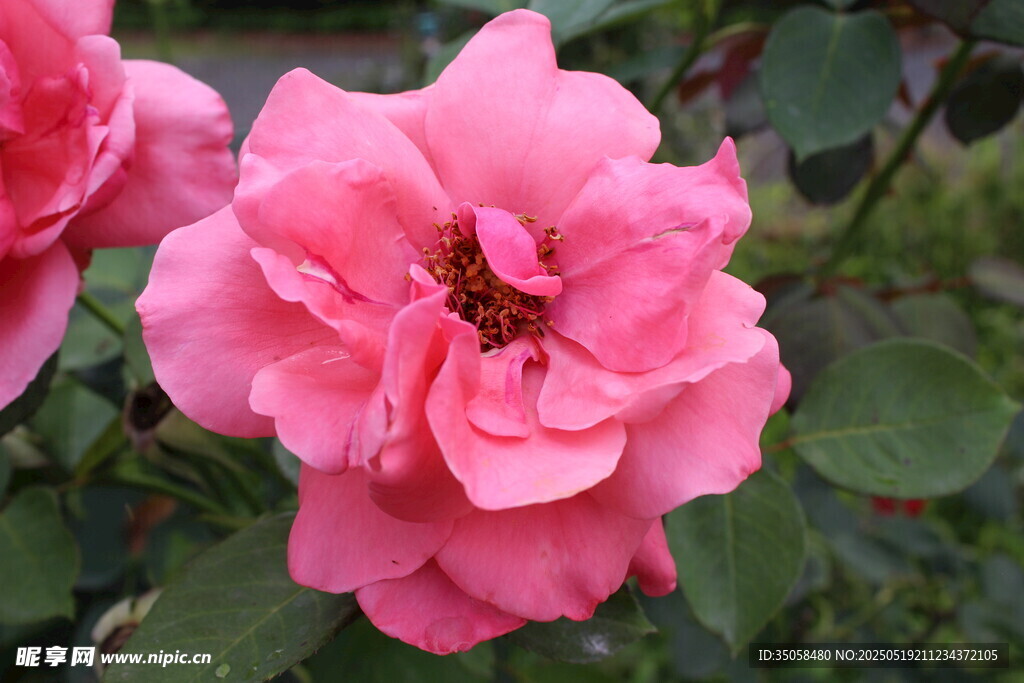 月季花 