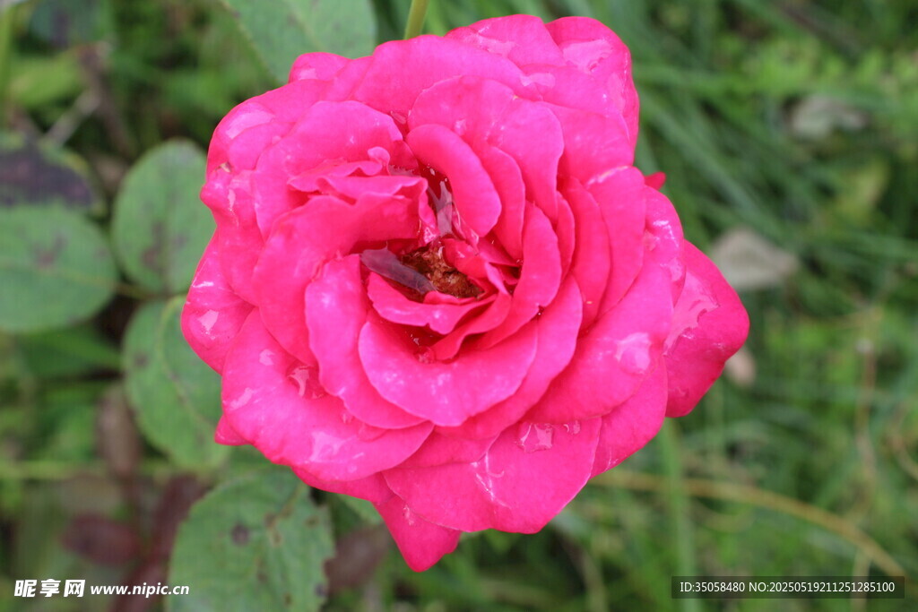 月季花  