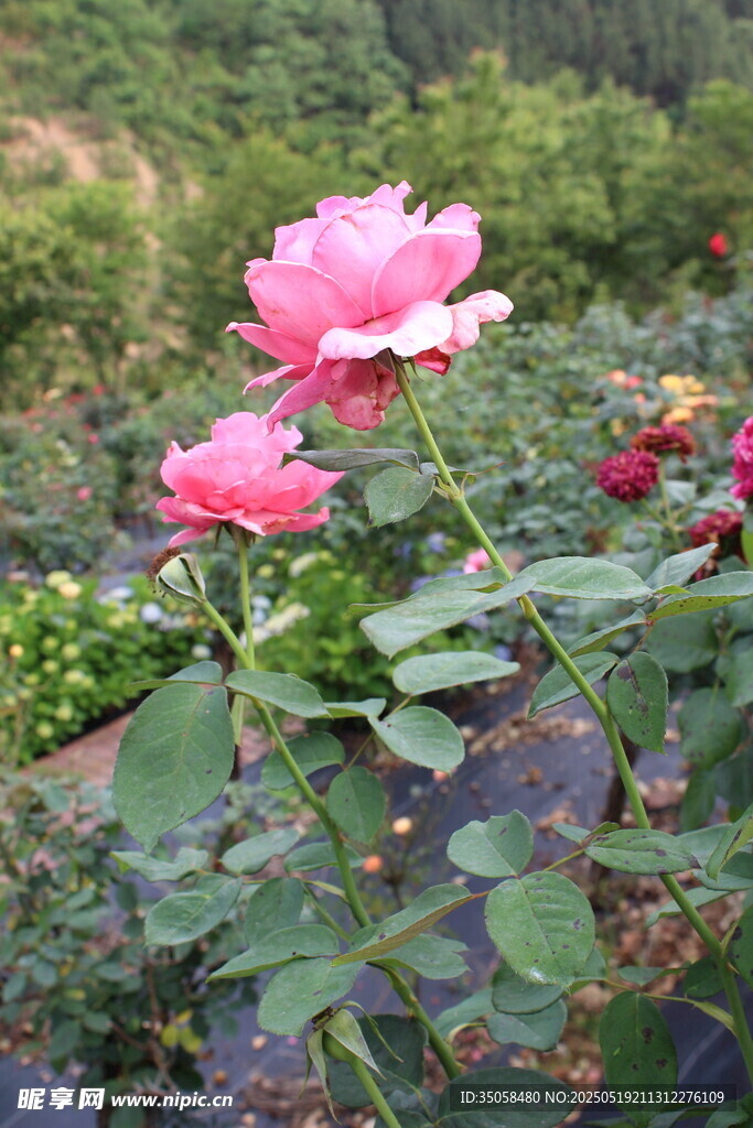 月季花  