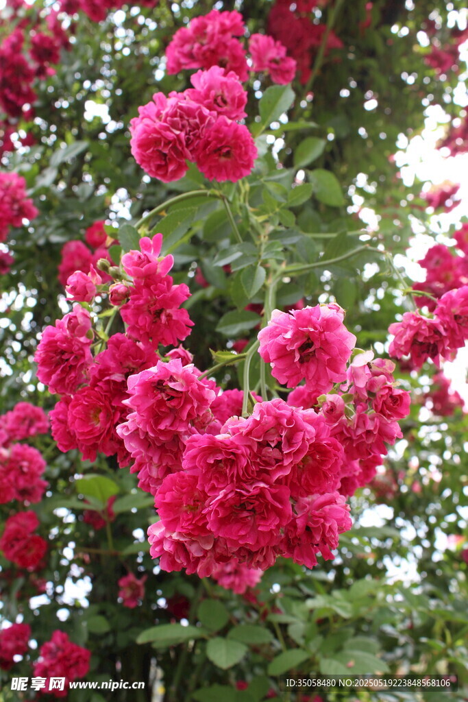 蔷薇花  