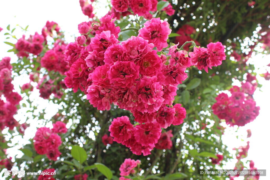 蔷薇花  