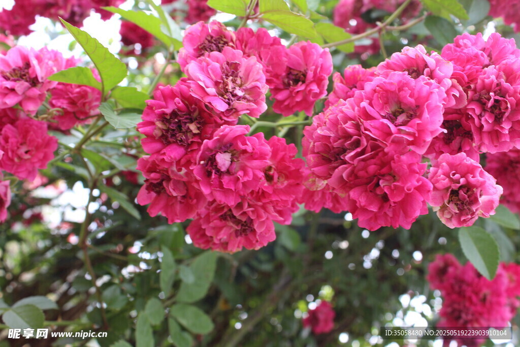蔷薇花  