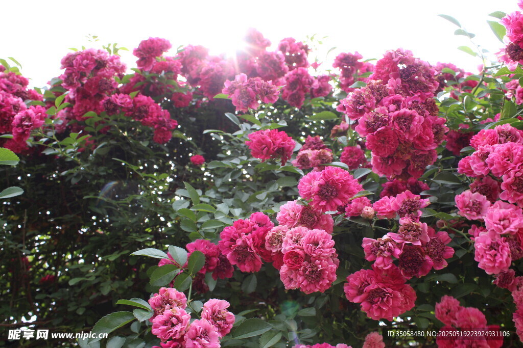 蔷薇花 