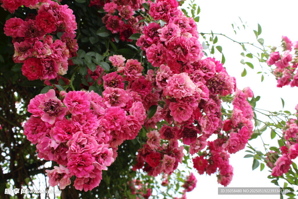 蔷薇花 