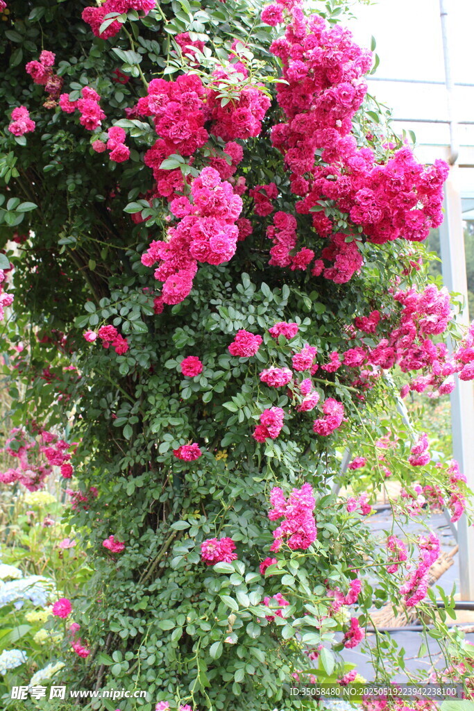 蔷薇花  