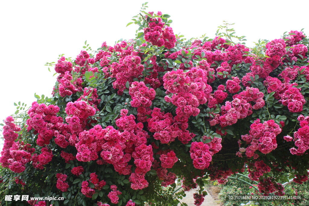 蔷薇花 
