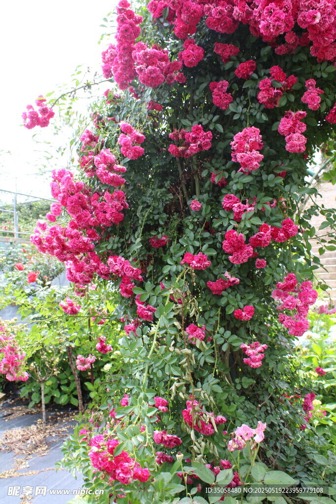 蔷薇花  