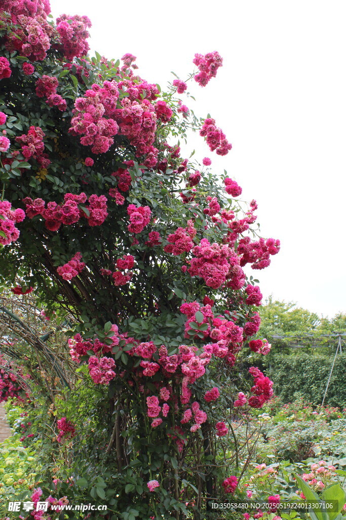 蔷薇花 