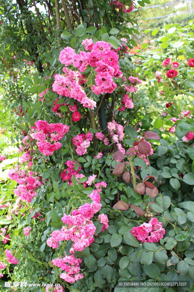 蔷薇花 