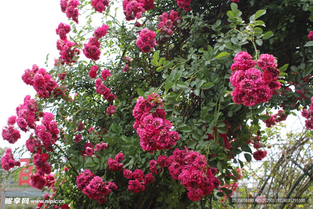 蔷薇花  
