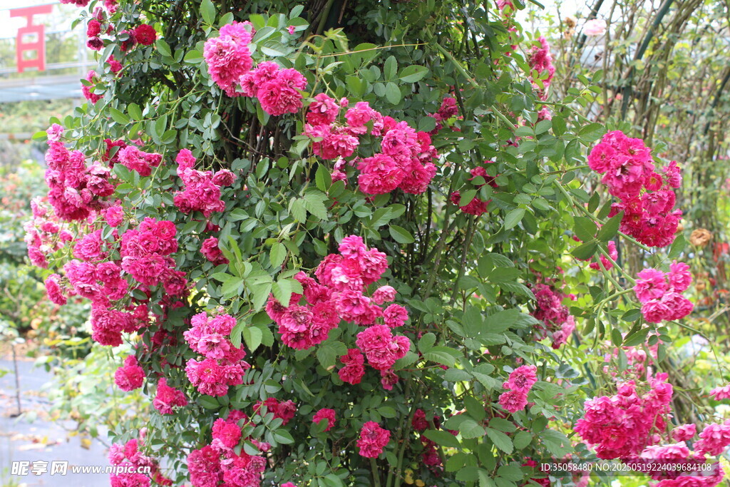蔷薇花 