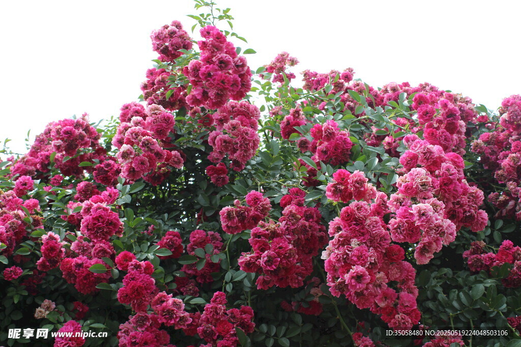 蔷薇花 
