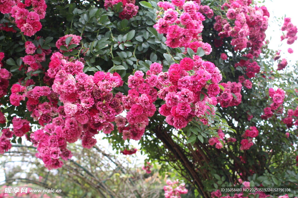 蔷薇花  