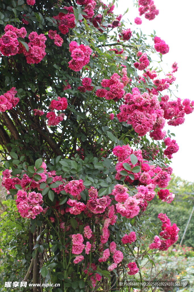 蔷薇花 