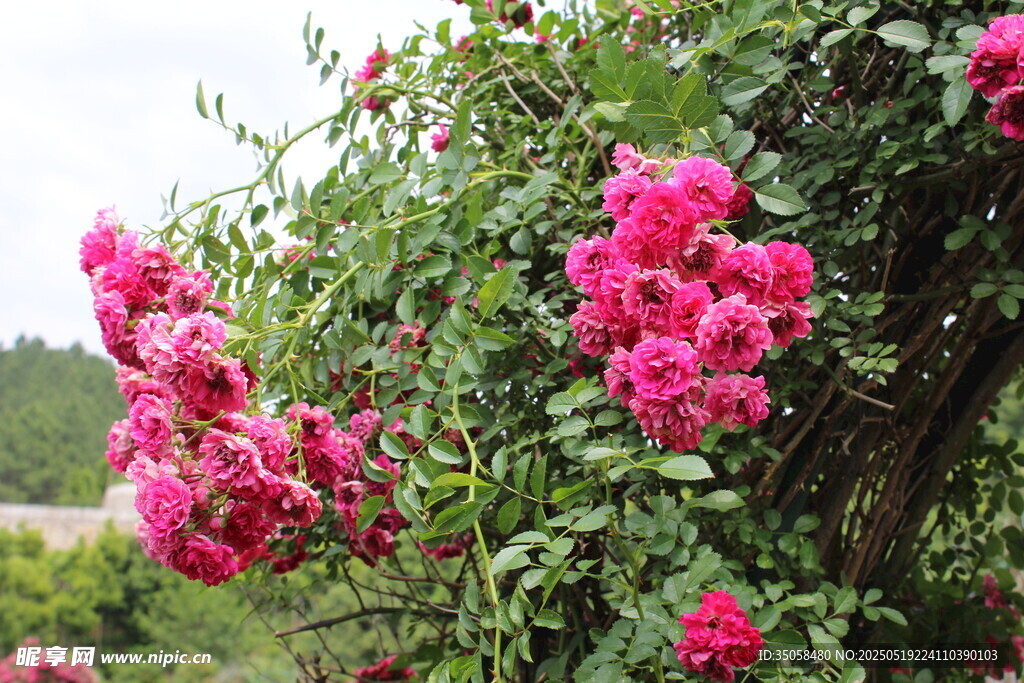 蔷薇花 