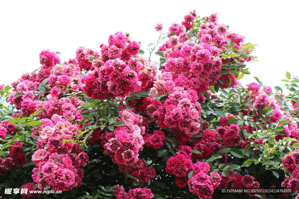 蔷薇花  