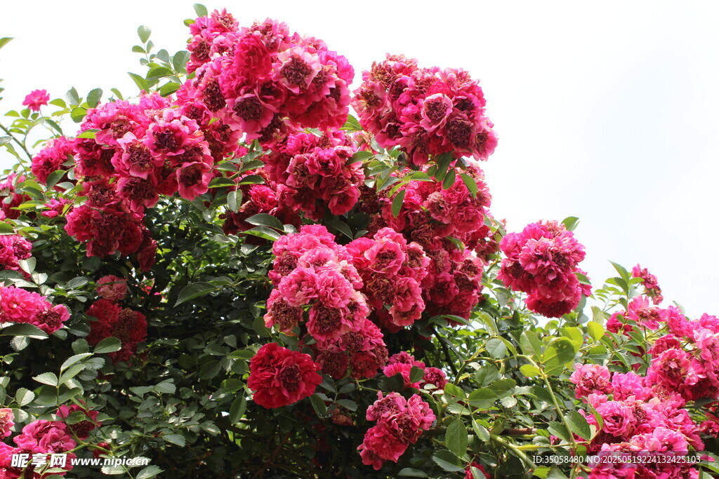 蔷薇花 