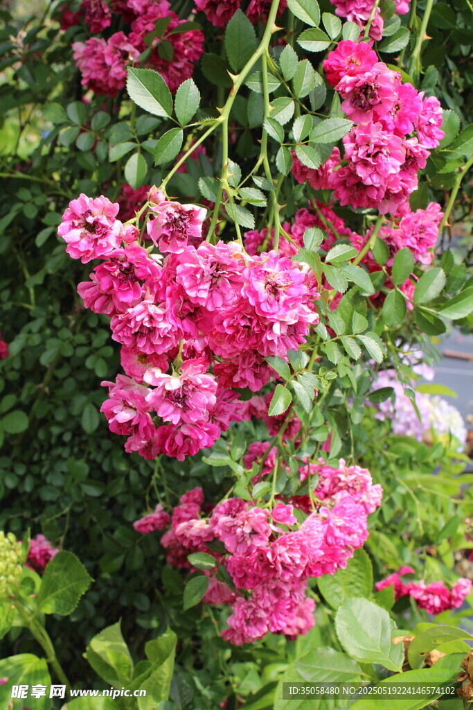 蔷薇花 