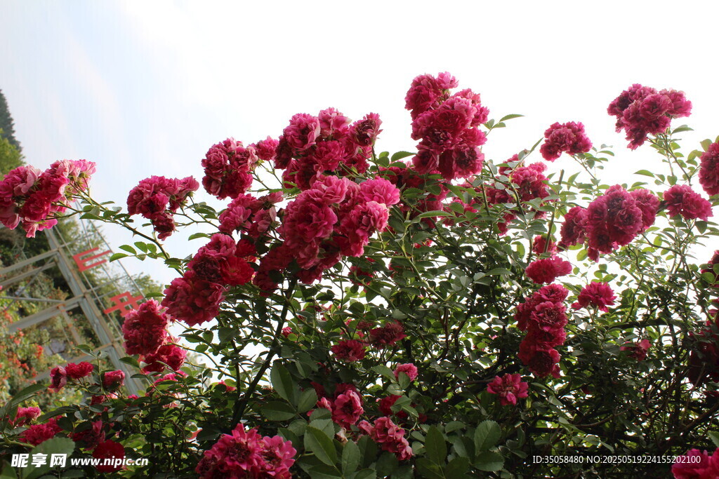 蔷薇花  