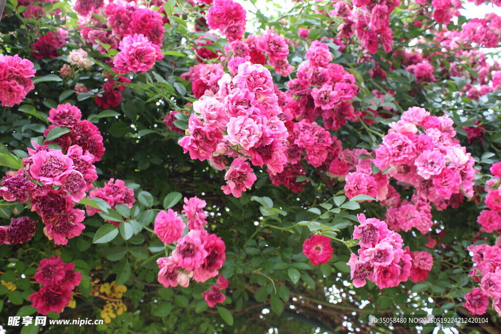 蔷薇花  