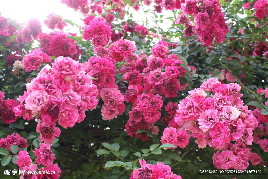蔷薇花 