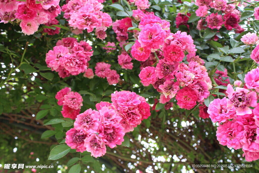 蔷薇花 