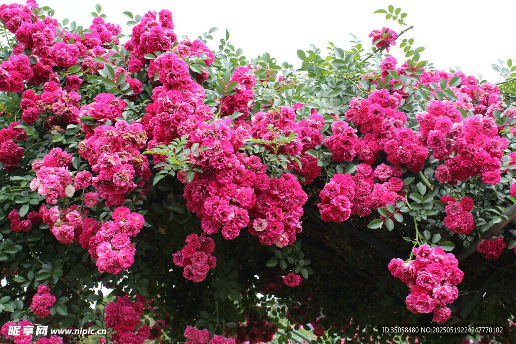 蔷薇花