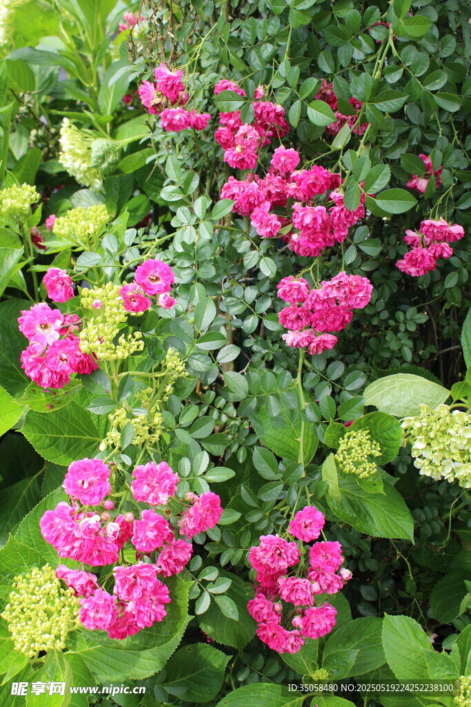 蔷薇花 