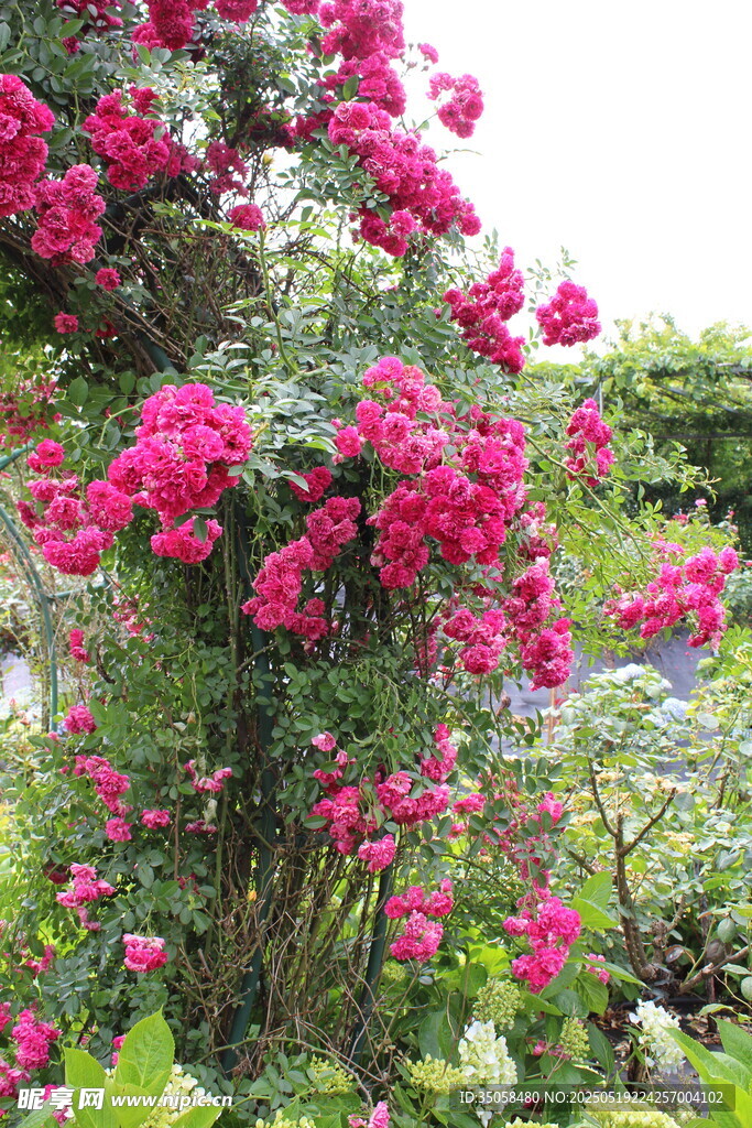 蔷薇花 