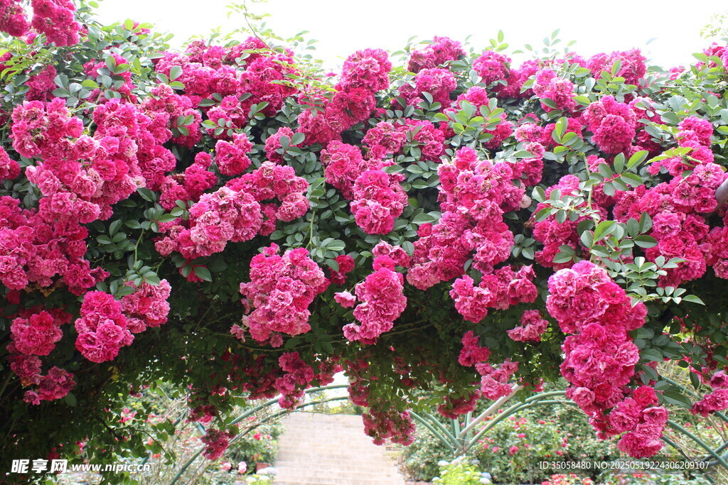 蔷薇花 