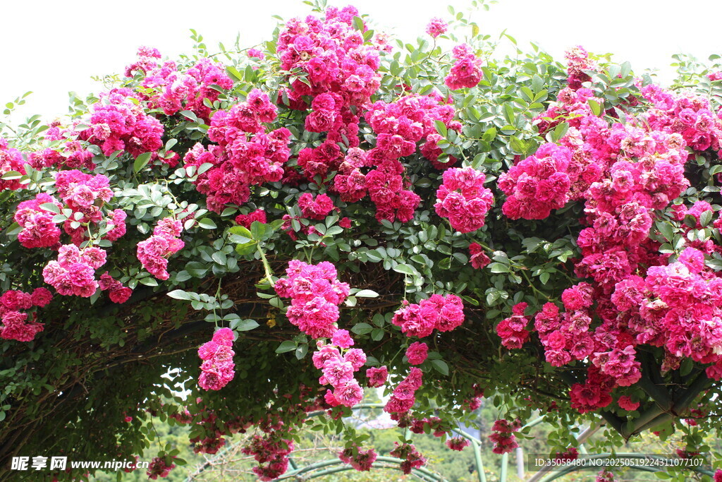 蔷薇花 
