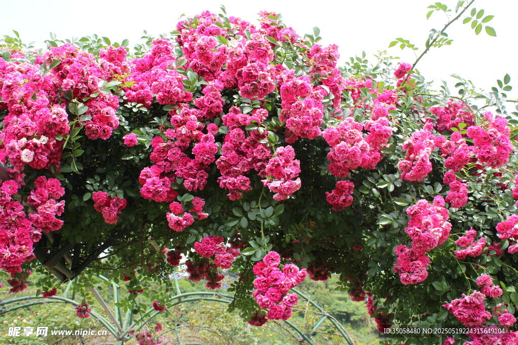 蔷薇花 