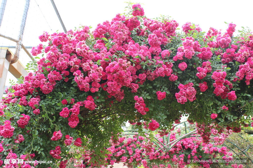 蔷薇花 