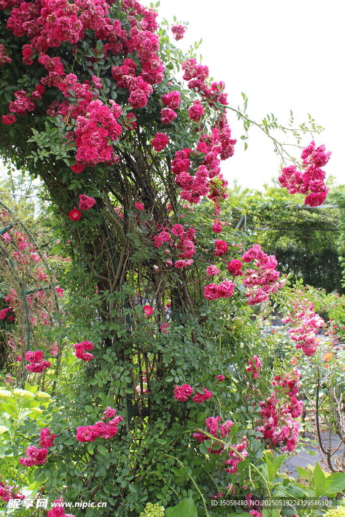 蔷薇花  