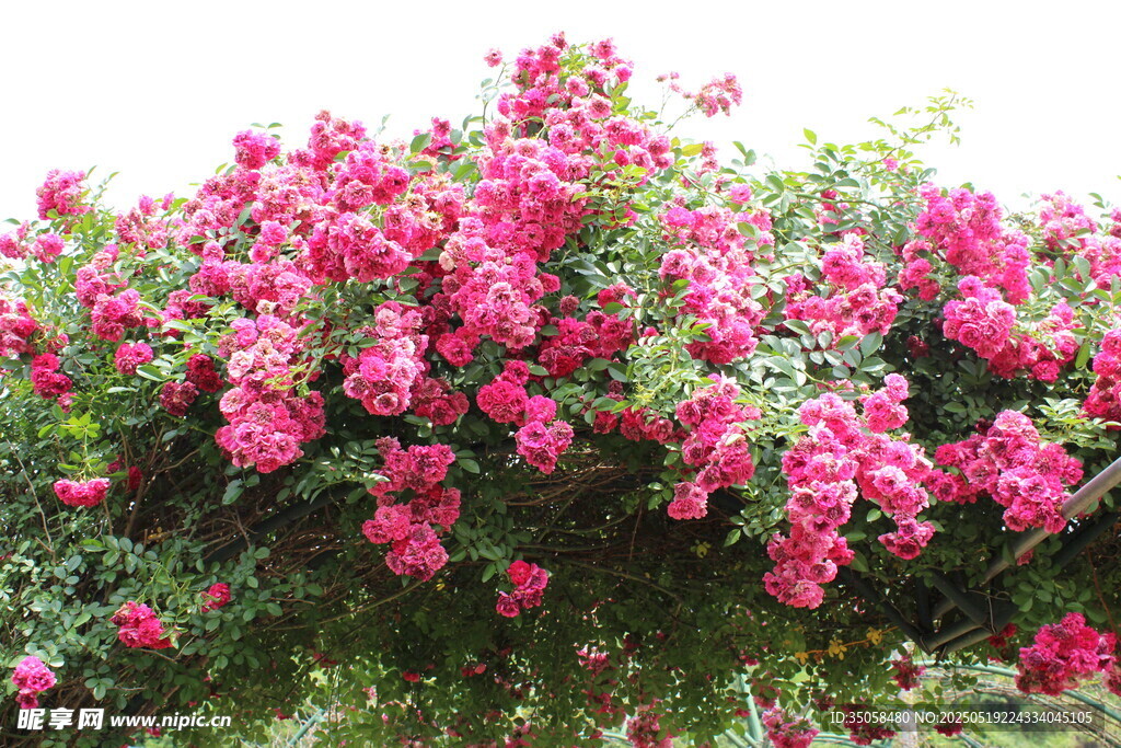 蔷薇花 