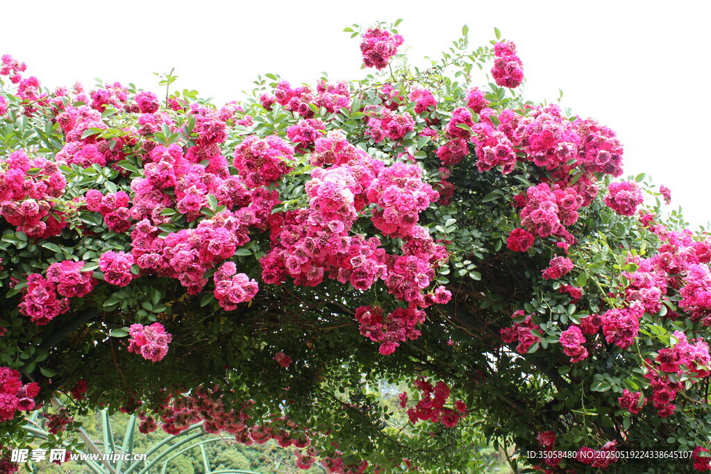蔷薇花  