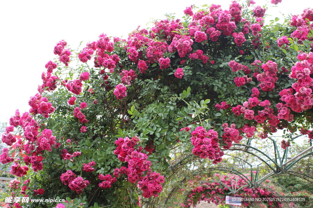蔷薇花  