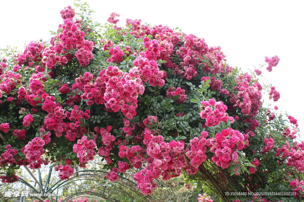 蔷薇花  