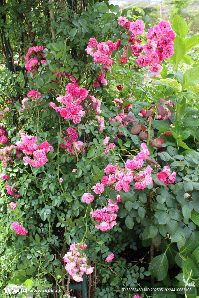 蔷薇花 