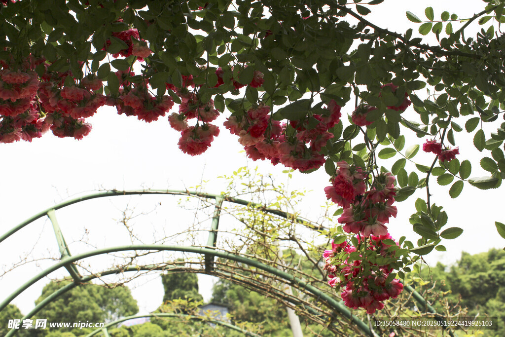 蔷薇花  